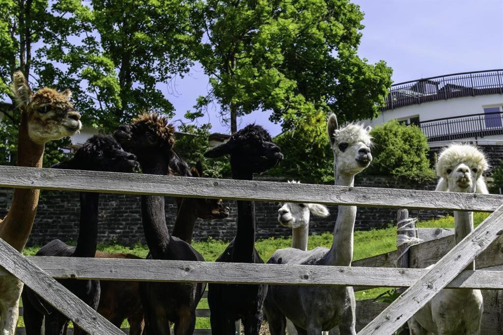 Alpakahof Wechs Villa Bad Hindelang Eksteriør billede