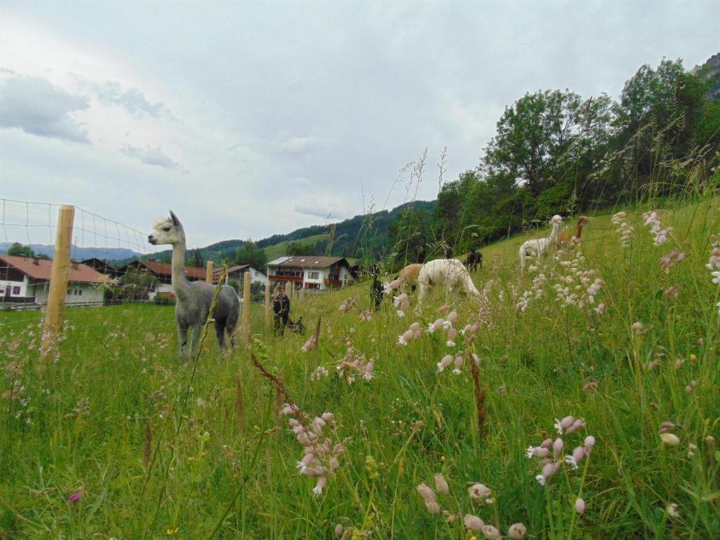 Alpakahof Wechs Villa Bad Hindelang Eksteriør billede